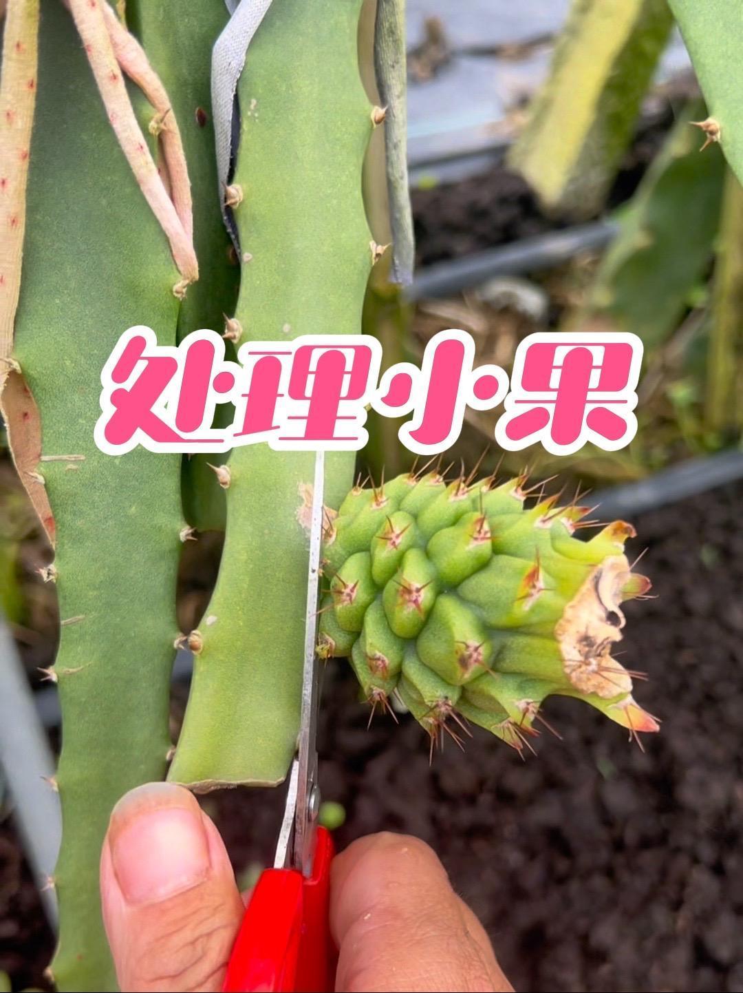 火龙果如何修剪才结果